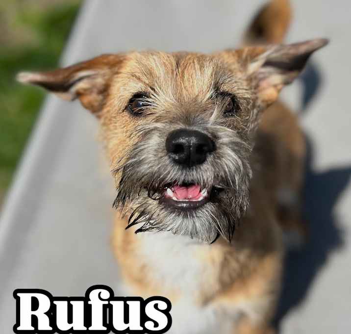 Photo of Rufus