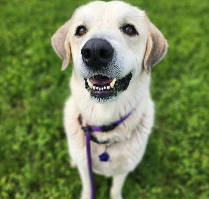 Photo of Rusty