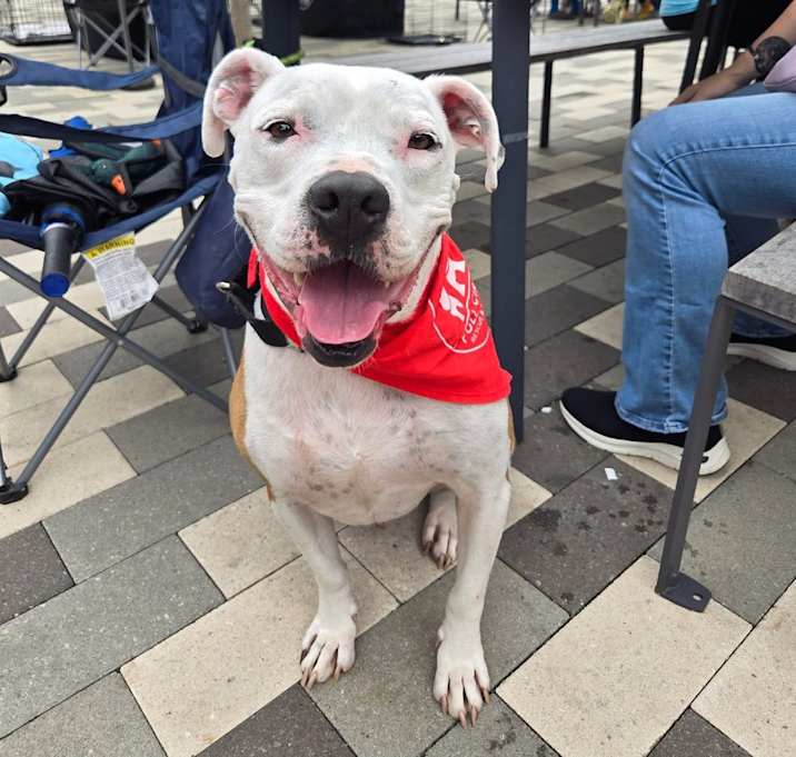 Photo of Petey 