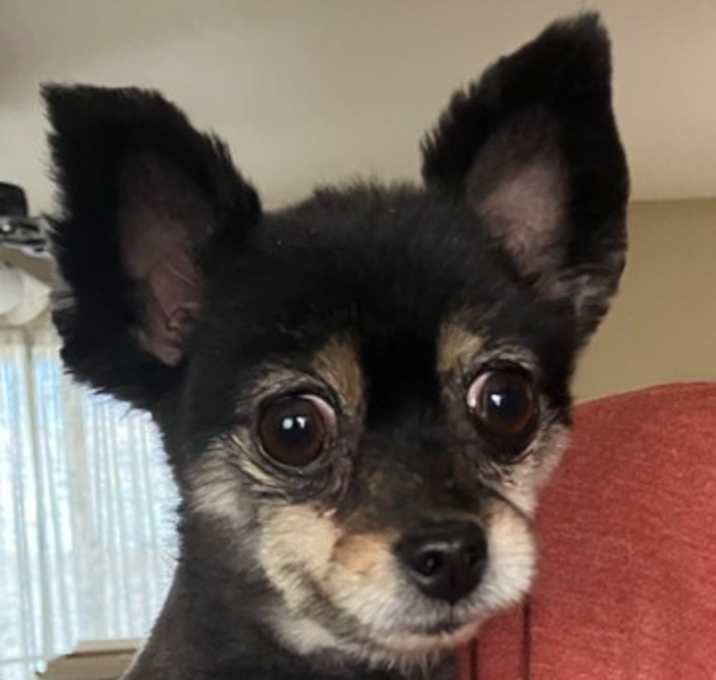 Photo of Kiwi