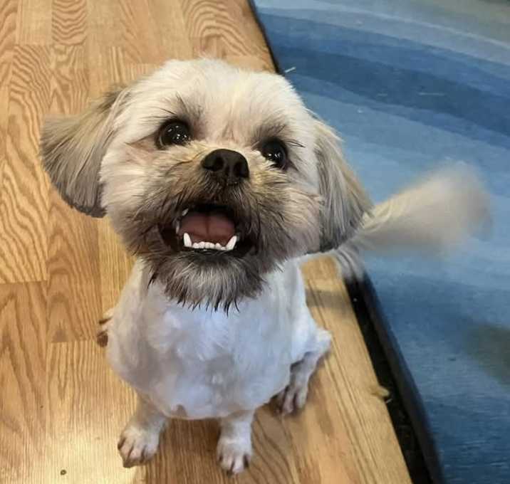 Photo of Banjo