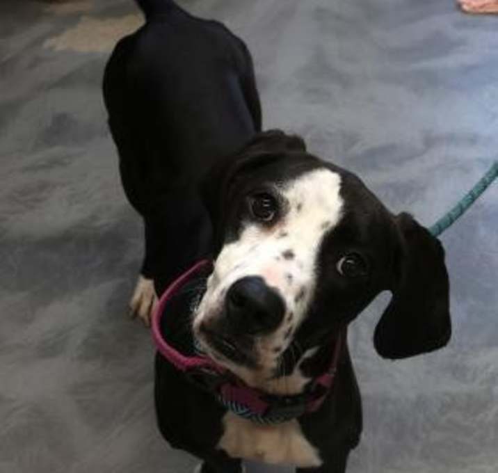 Photo of Daisy Dog