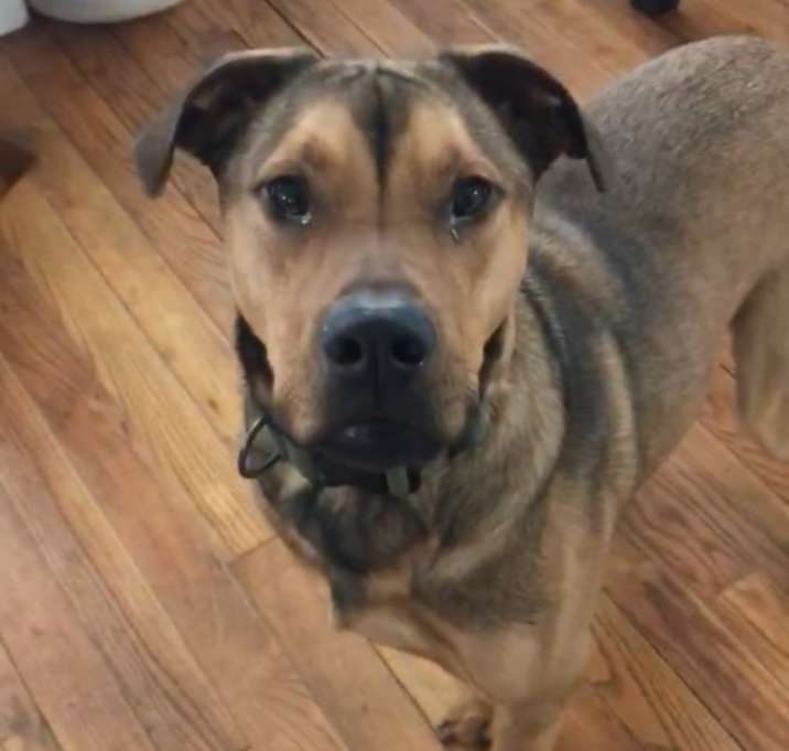 Photo of Hank