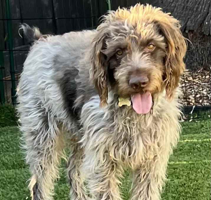 Photo of Boone