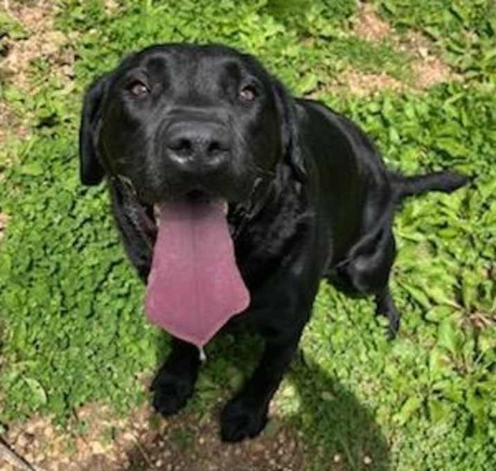 Photo of Moose