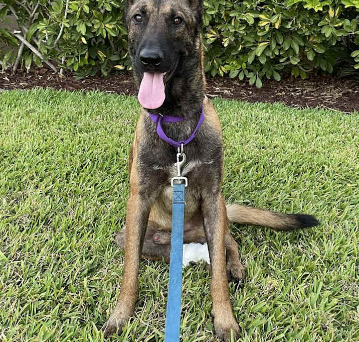 Photo of Baxter - Located in Florida