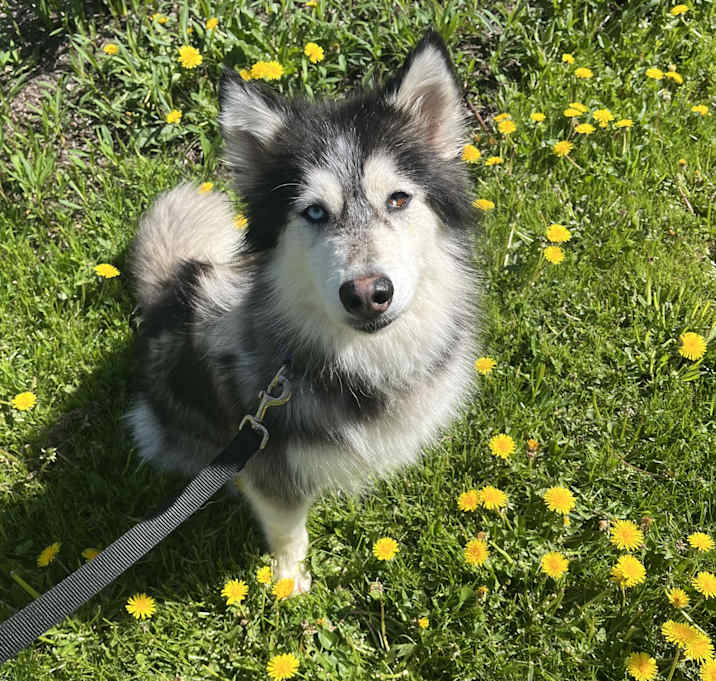 Photo of Raven