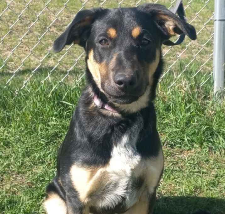 Photo of Calliope