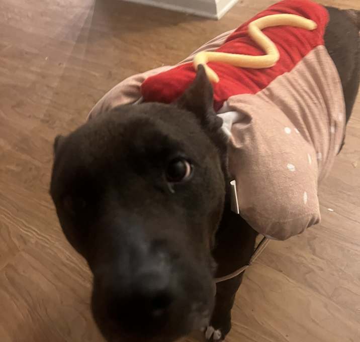 Photo of Cosmo