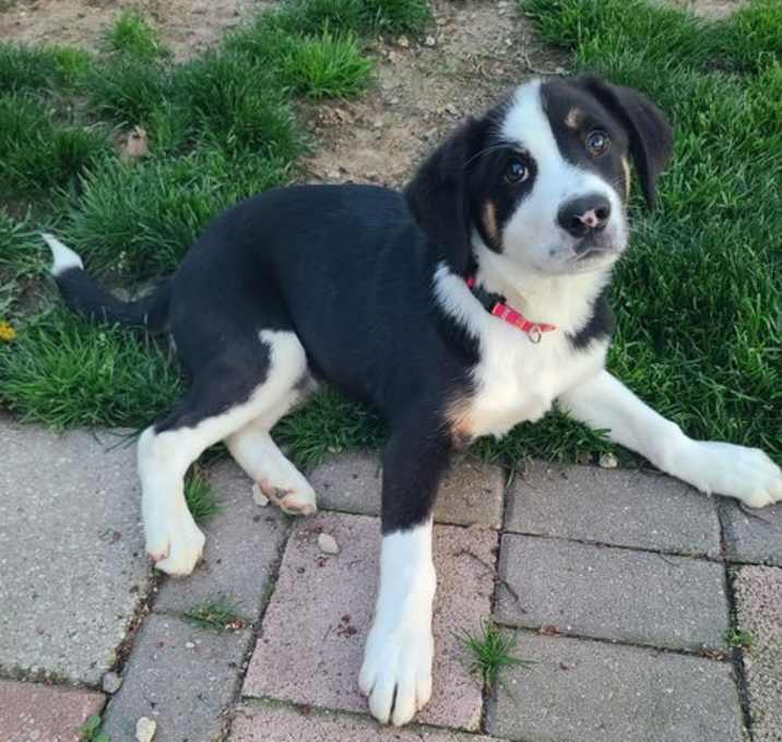 Photo of Ladybug - Pending Adoption