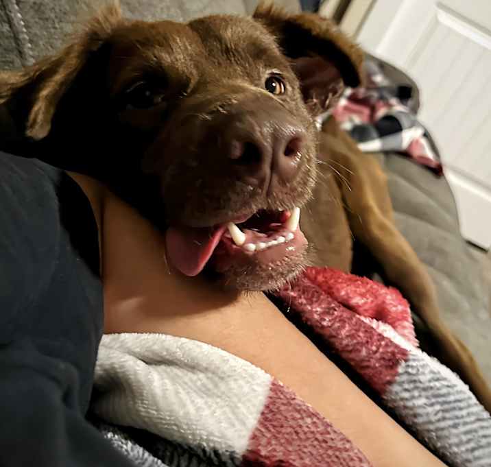 Photo of Brownie