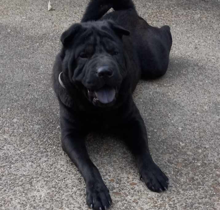 Photo of Bella