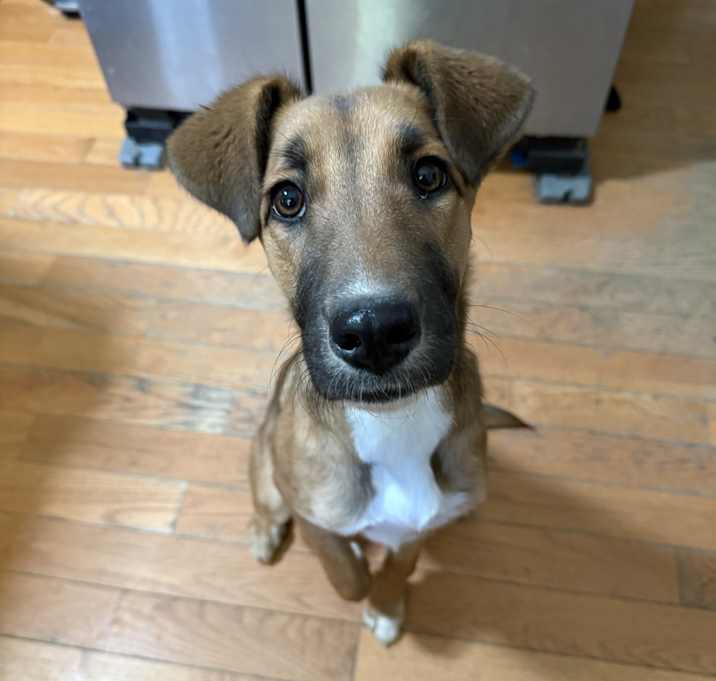 Photo of Lady