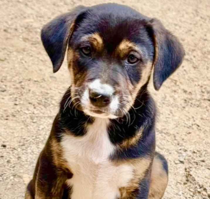 Photo of Minnie's Puppies