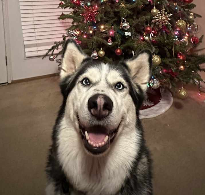 Photo of Bailey