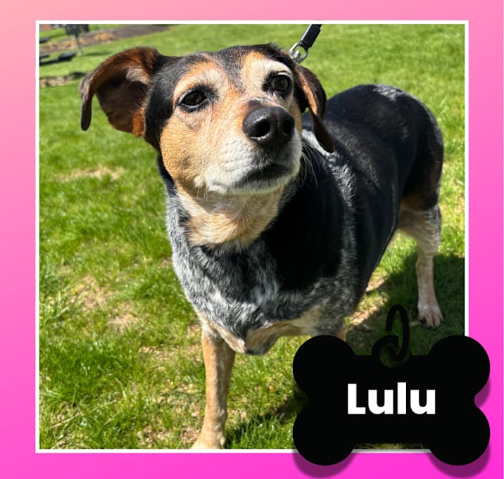 Photo of Lulu