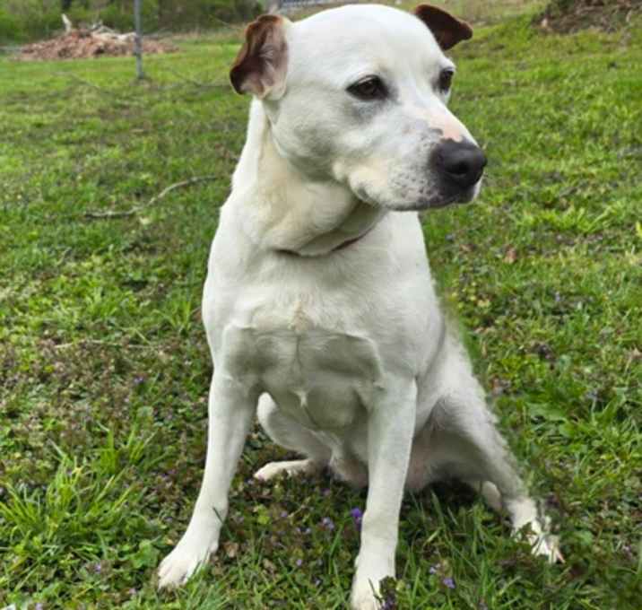 Photo of Bailey