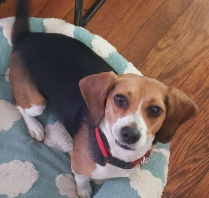 Photo of Dixie.