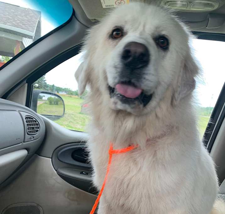 Photo of Snowball (Snowy, Snow)