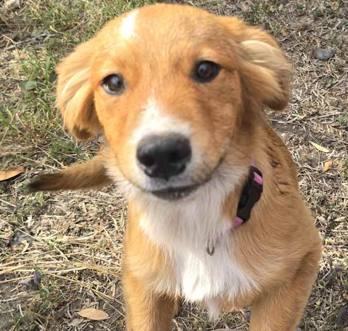 Photo of Pumpkin