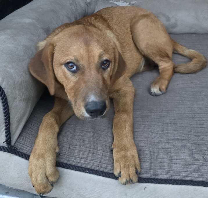 Photo of Custard