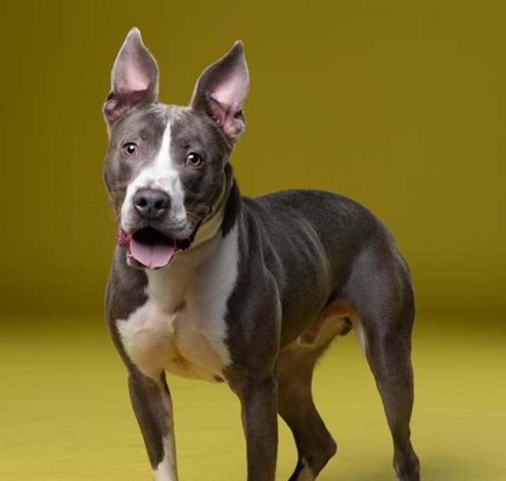 Photo of DUECE
