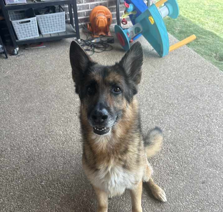 Photo of Koda