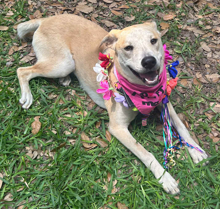 Photo of Roxie