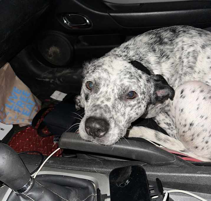 Photo of Angus