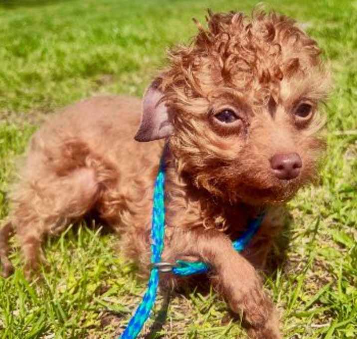 Photo of Rosie