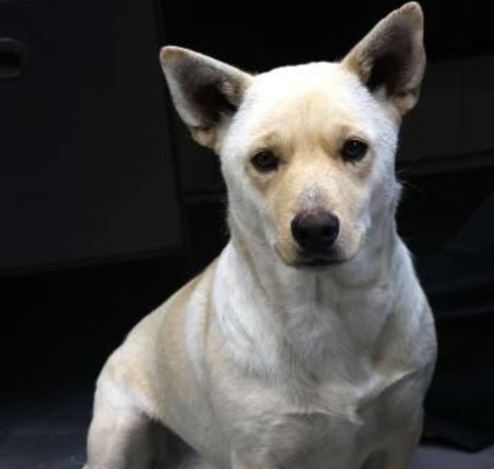 Photo of Bella Dog