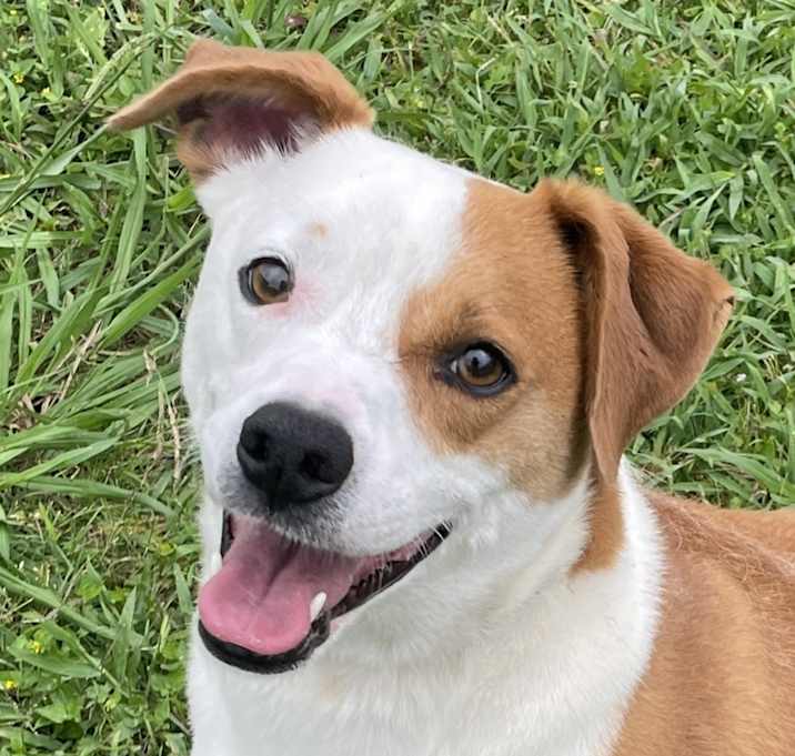 Photo of Bodi