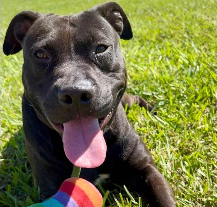 Photo of Archie