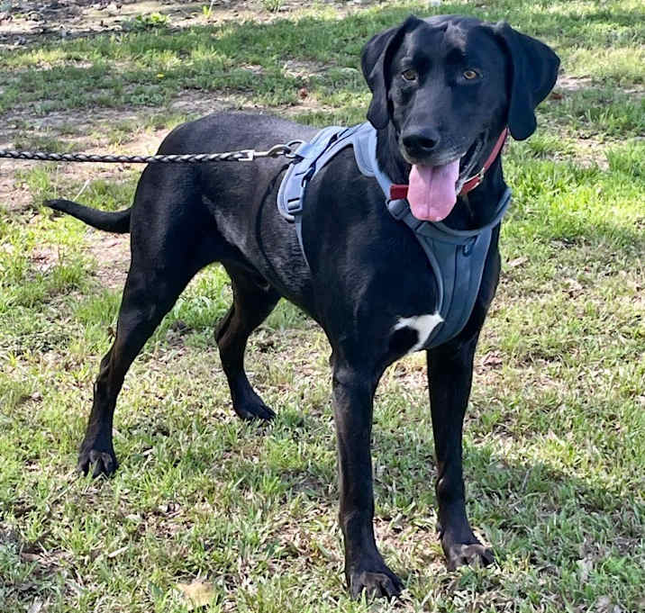 Photo of Hank