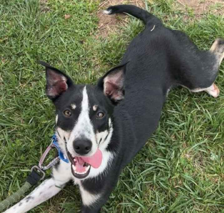 Photo of Peanut