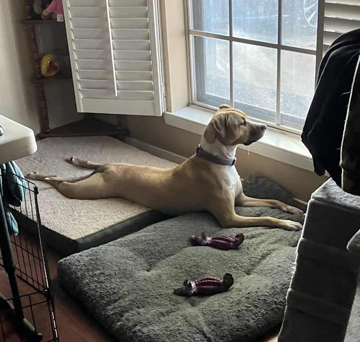 Photo of Daisy
