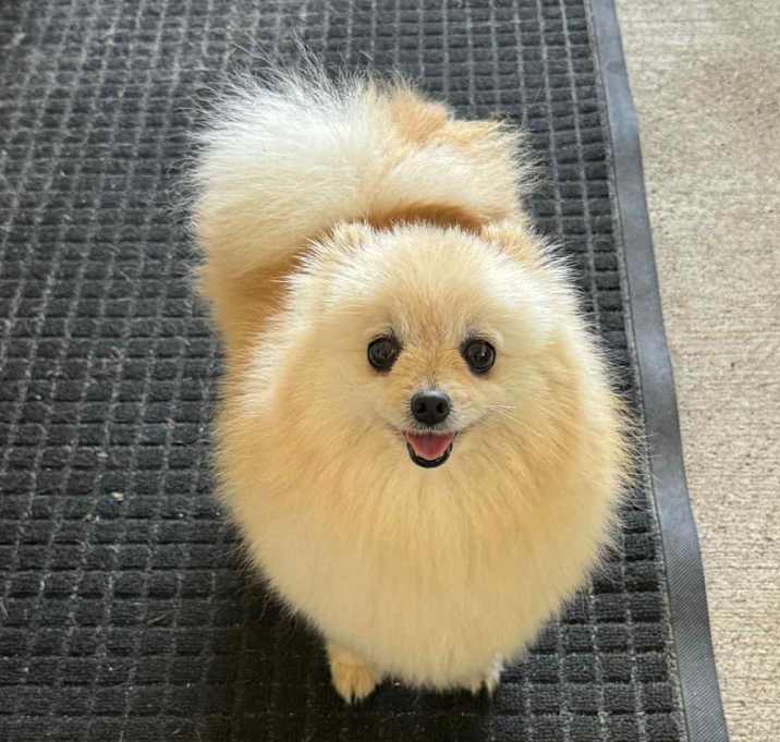 Photo of Whimsy