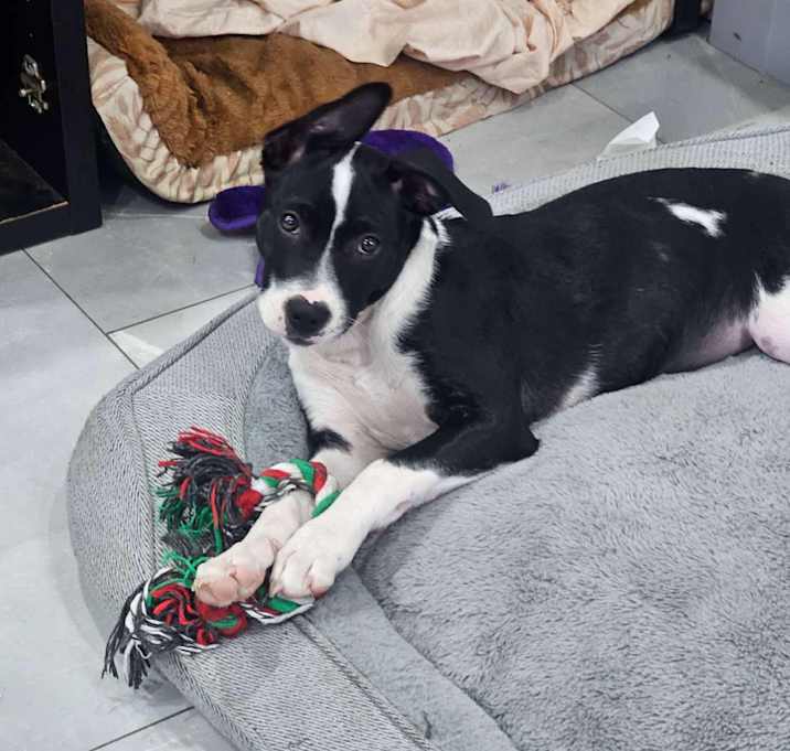 Photo of Nala