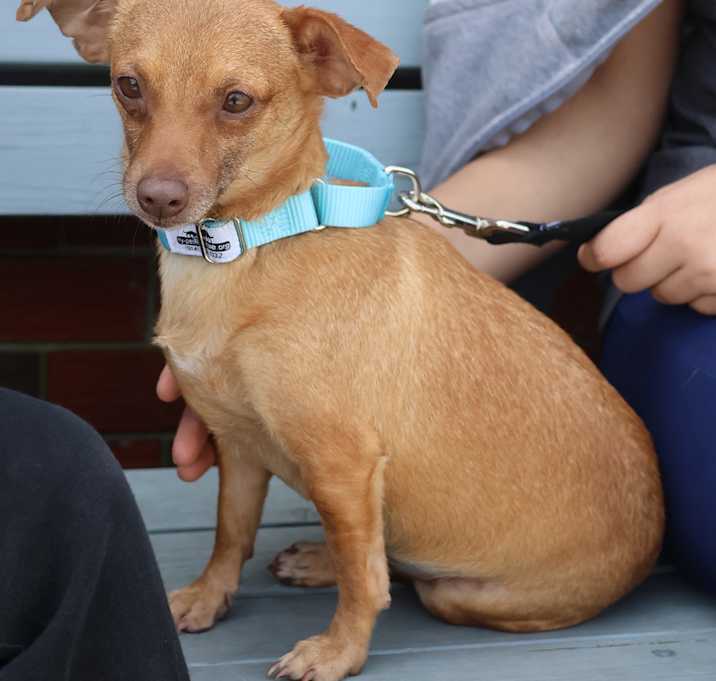 Photo of Dobby
