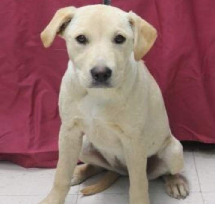 Photo of Lucy