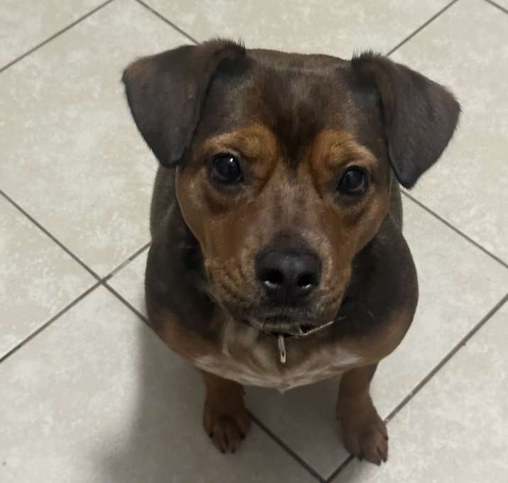 Photo of Bailey