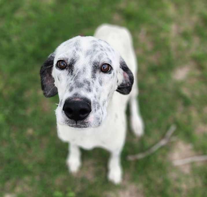 Photo of Speckles JuM