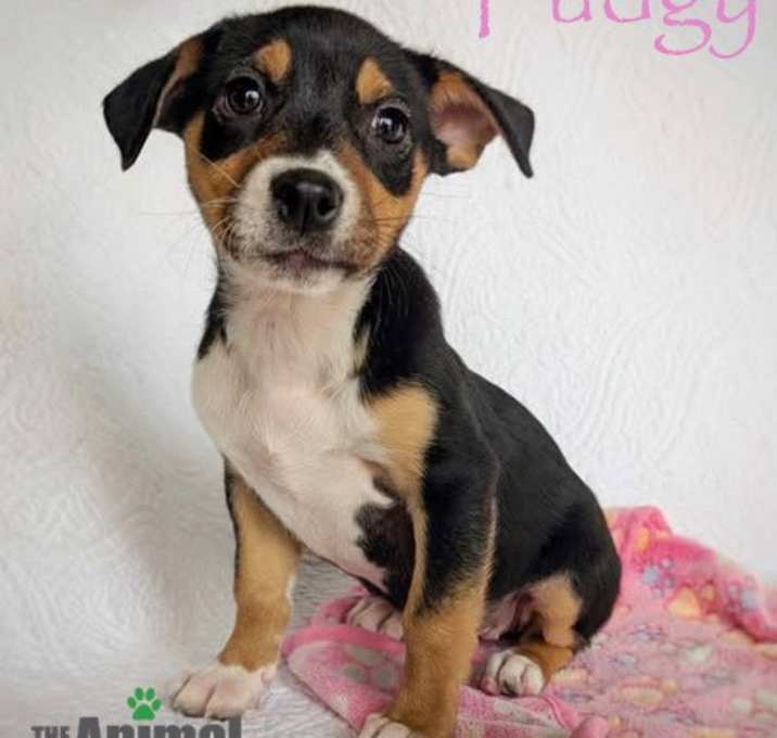 Photo of Fudgy