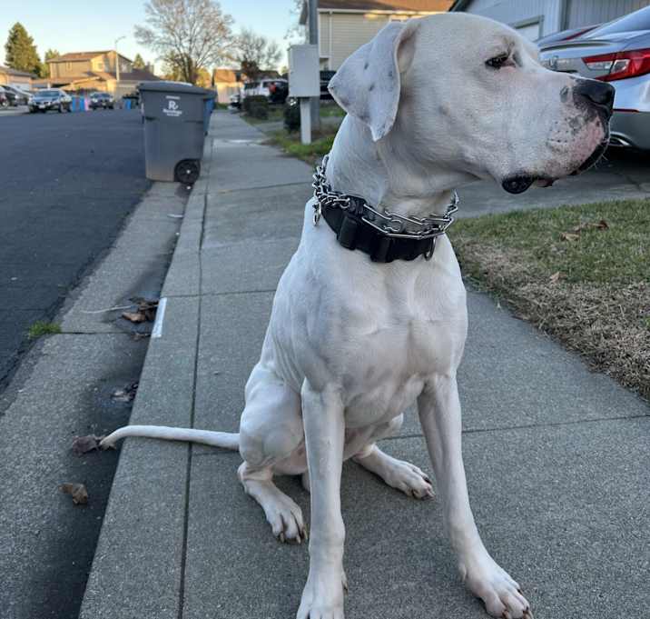 Photo of Achilles