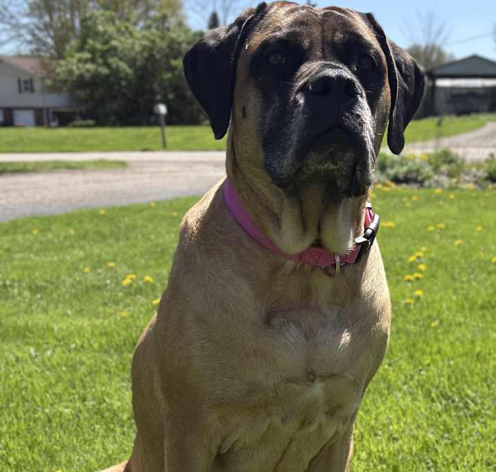 Photo of Sadie