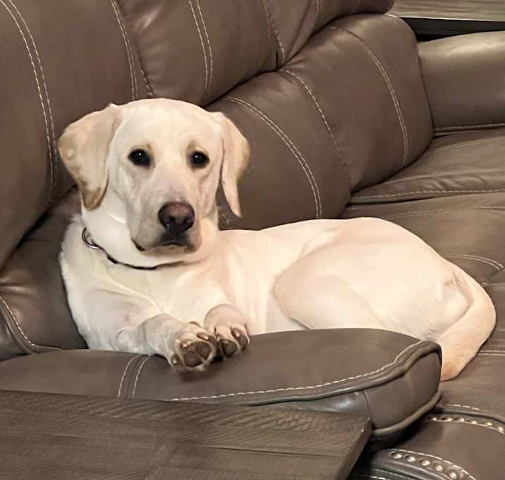 Photo of Ollie