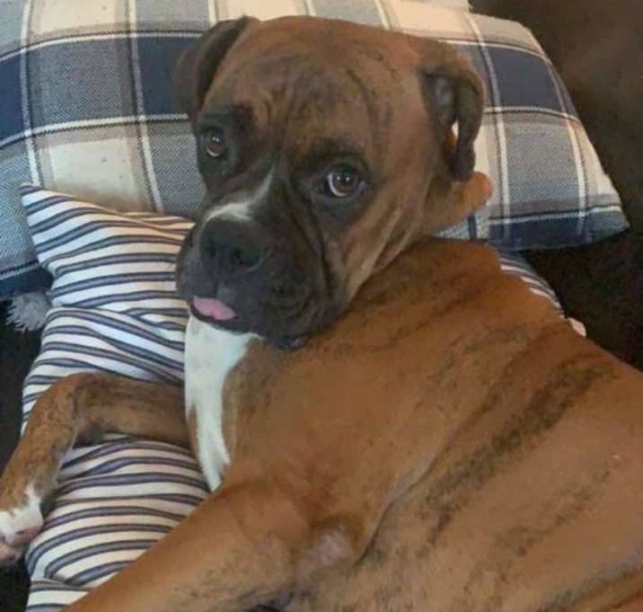 Photo of Bella  **URGENT**