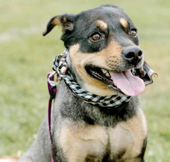 Photo of Bella