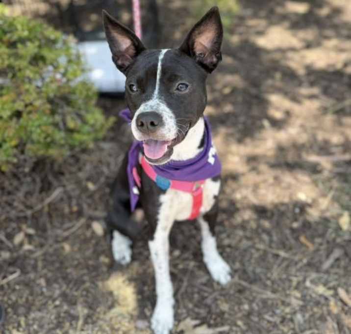 Photo of Tilly