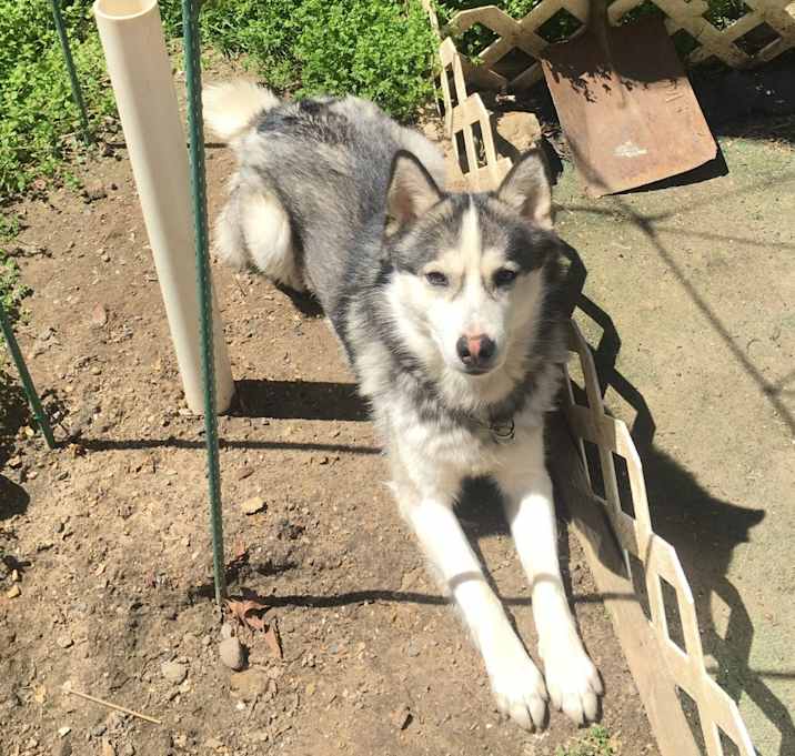 Photo of Lucky